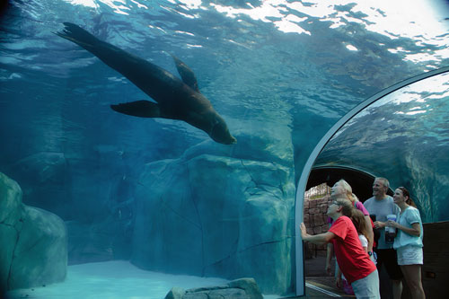 sea lions at saint louis zoo