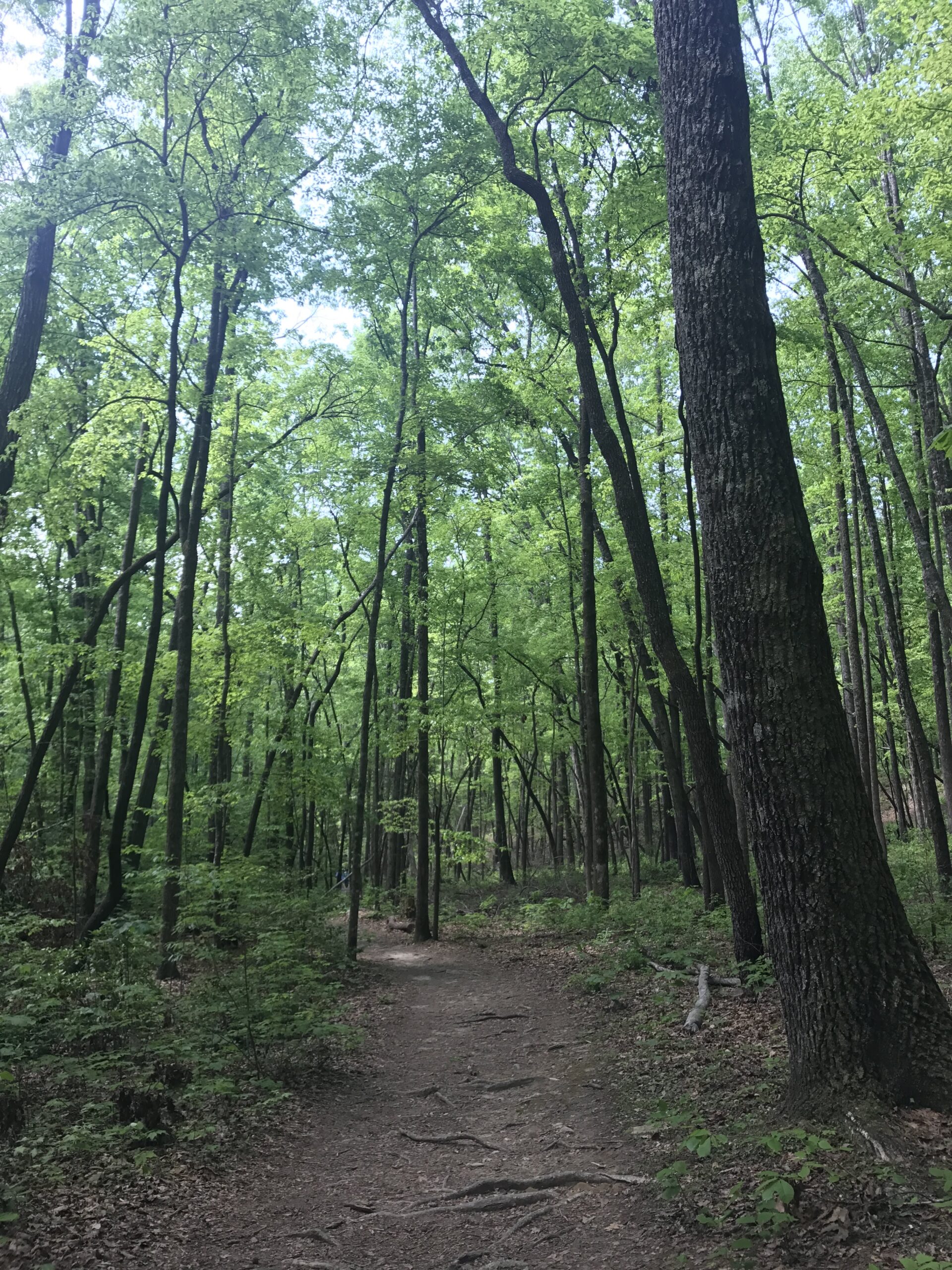yellow branch falls trail sc
