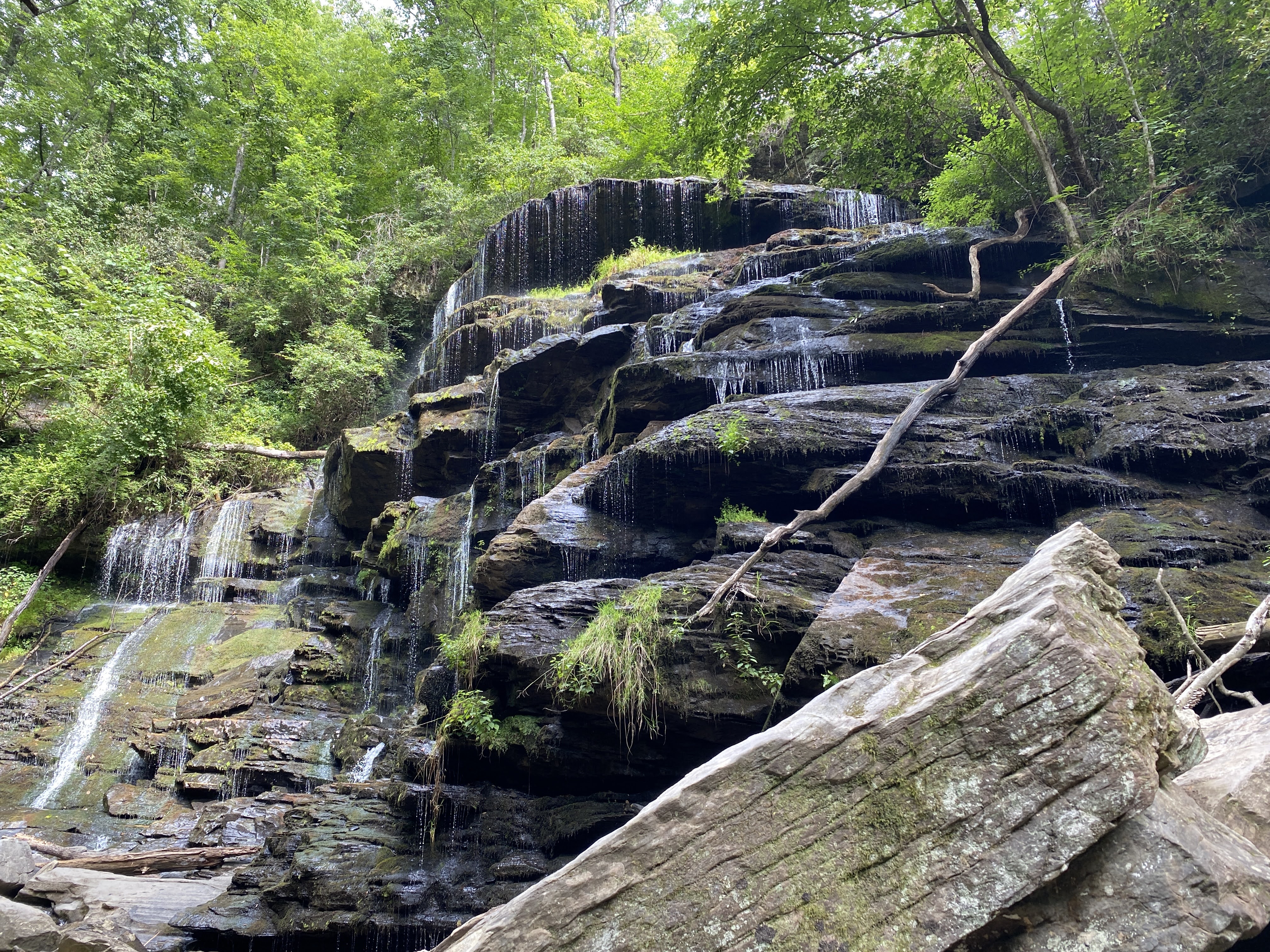 yellow branch falls trail in summer